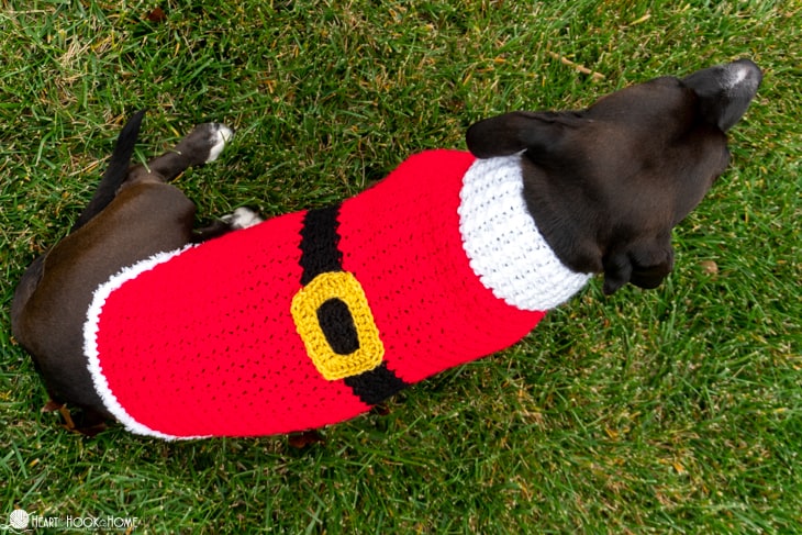 Dandy dog sweater variations